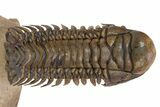 Huge Crotalocephalina Trilobite With Reedops - Lghaft, Morocco #301949-1